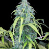 Big Jack Auto