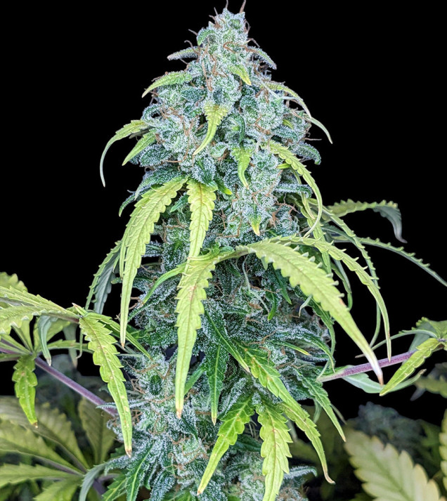 Big Jack Auto