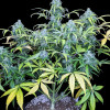 Big Jack Auto
