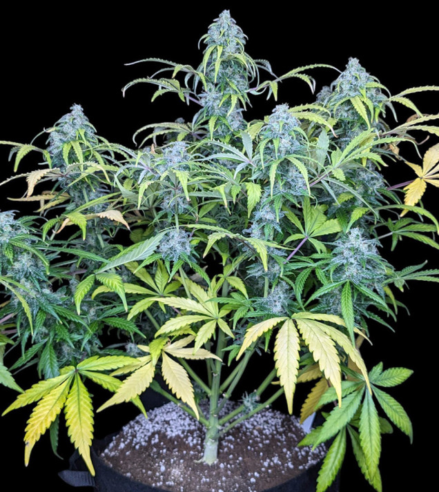 Big Jack Auto
