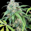 Big Jack Auto