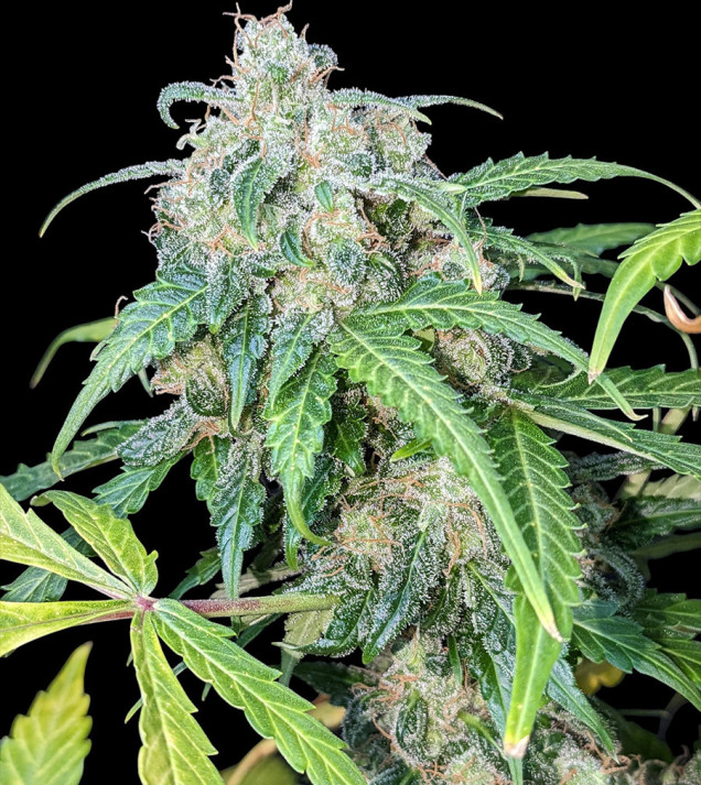 Big Jack Auto