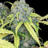 Big Jack Auto