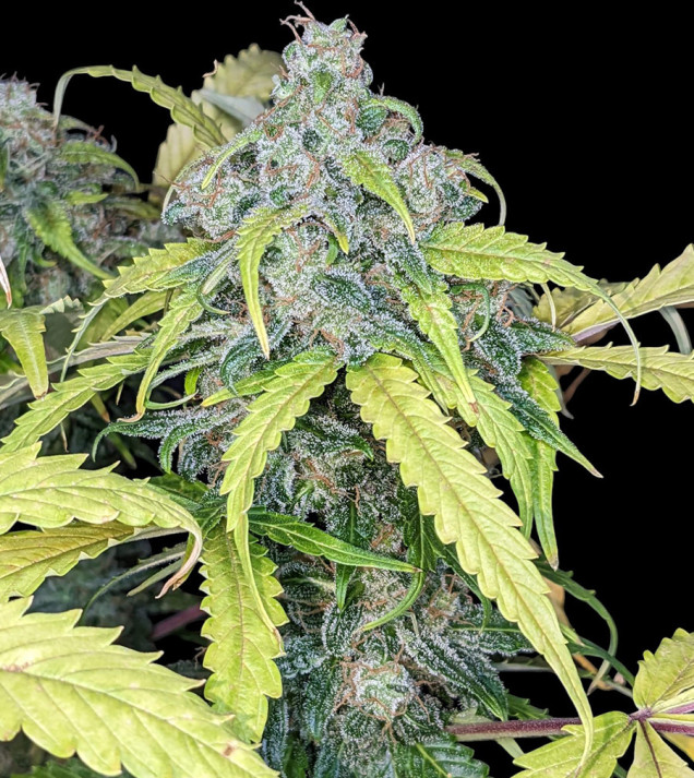 Big Jack Auto
