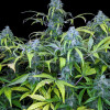 Big Jack Auto