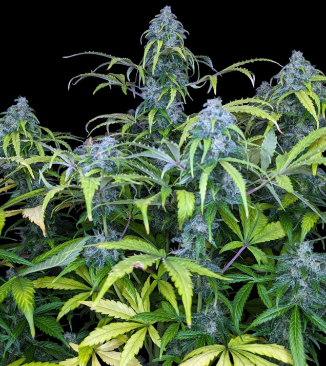 Big Jack Auto