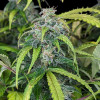 Big Jack Auto