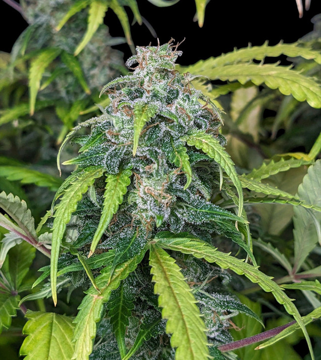 Big Jack Auto