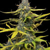 Critical Auto