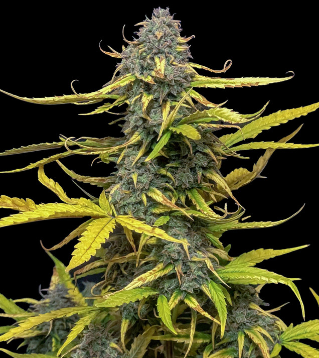 Critical Auto