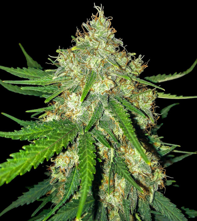 Cali Gelato Auto