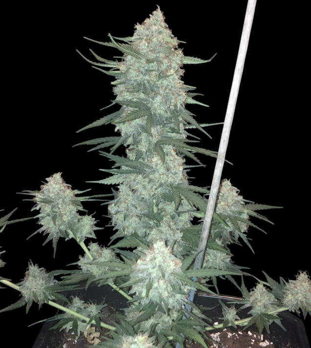 Cali Gelato Auto