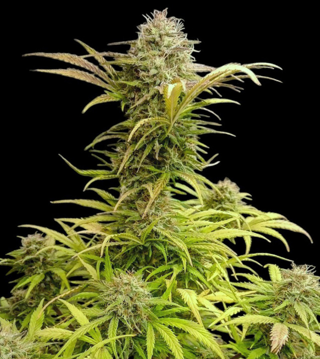 Cali Gelato Auto