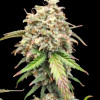 Cali Gelato Auto