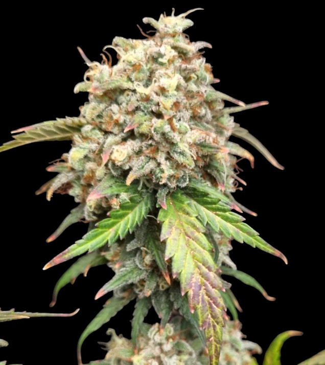 Cali Gelato Auto