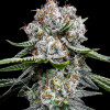 Miracle Alien Cookies (MAC)