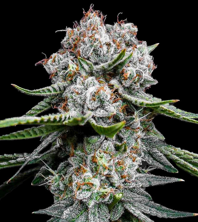 Miracle Alien Cookies (MAC)