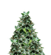 9 Pound Hammer Feminized