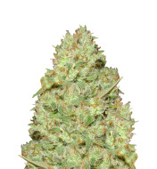 Acapulco Gold Autoflower