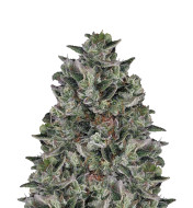 Afghan Hash Plant Regular