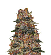 Afghan Kush Feminized