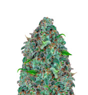 Afghani F1 Autoflower