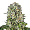 Agent Orange Feminized