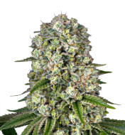 Agent Orange Feminized