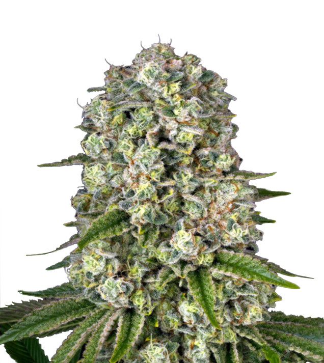 Agent Orange Feminized