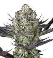 Agent Orange Regular