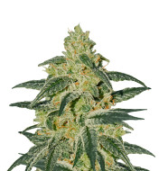 AK 48 Feminized