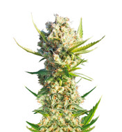 Alaskan Purple Feminized