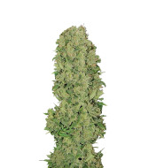 Alaskan Thunderfuck Feminized