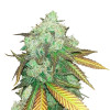 Alien Gorilla Glue Feminized