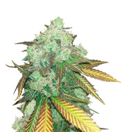 Alien Gorilla Glue Feminized