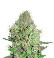 Alien Gorilla Glue Regular