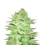 Alien OG Fast Version