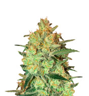 Alien Rock Candy Feminized