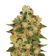 Alien Technology Fast Version