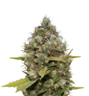 Alien Technology Feminized