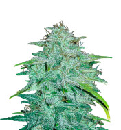 Alien Technology Regular