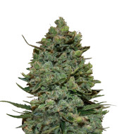 Amnesia Fast Version