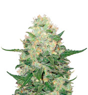 Amnesia Haze F1 Autoflower