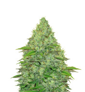 Amnesia Kush Autoflower