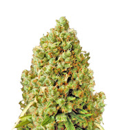 Amnesia Lemon Fast Version