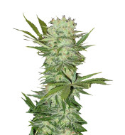 Apple Fritter Fast Version