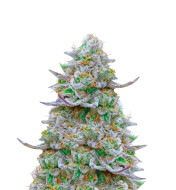 Apple Fritter Autoflower