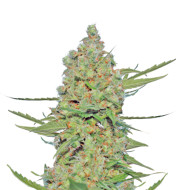 Apple Jack Feminized