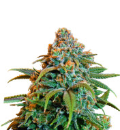 Aurora Indica Autoflower