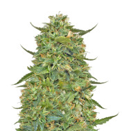 Aurora Indica Feminized